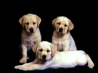 Amazing Dogs Screensaver