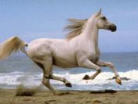 Beautiful Horses Screensaver